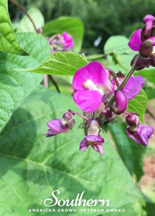 Blue Coco Bean (Pole) – 30 Seeds