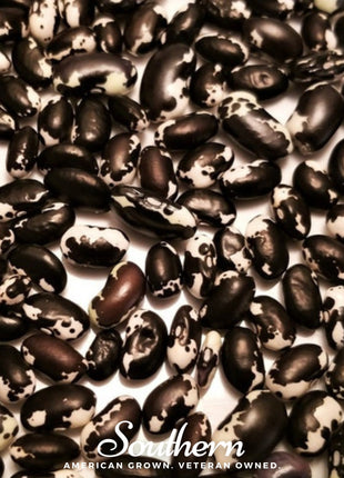 Calypso Orca Bean (Bush) – 25 Seeds