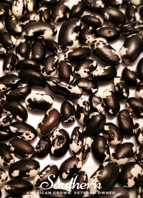 Calypso Orca Bean (Bush) – 25 Seeds