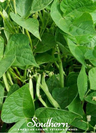 Calypso Orca Bean (Bush) – 25 Seeds