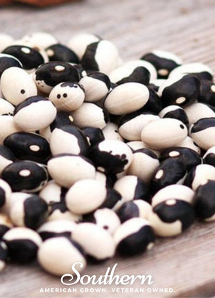 Calypso Orca Bean (Bush) – 25 Seeds