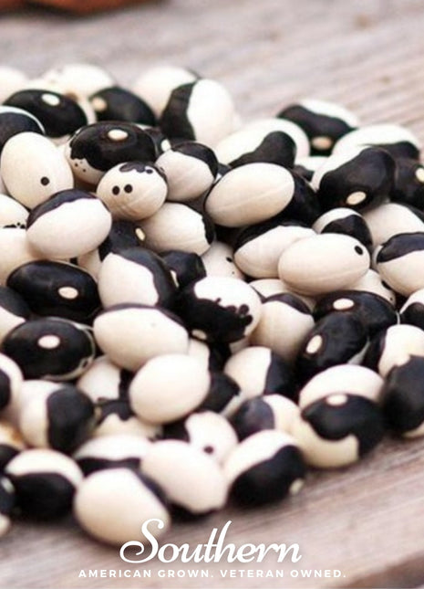 Calypso Orca Bean (Bush) – 25 Seeds