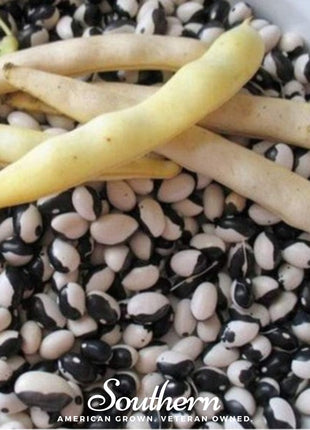Calypso Orca Bean (Bush) – 25 Seeds