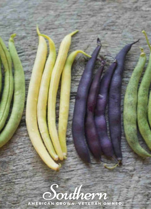 Multicolored Mix Lima Bean (Pole) – 30 Seeds