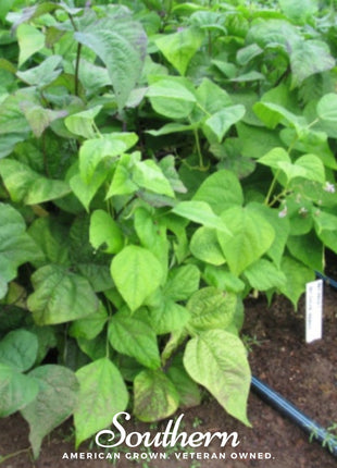 Multicolored Mix Lima Bean (Pole) – 30 Seeds