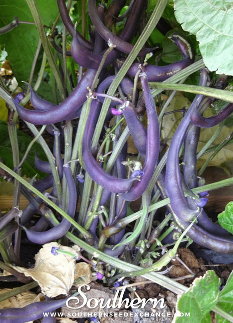 Royal Burgundy Bean (Bush) – 50 Seeds