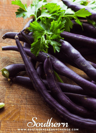 Royal Burgundy Bean (Bush) – 50 Seeds