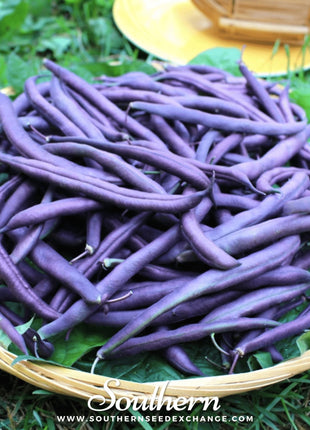 Royal Burgundy Bean (Bush) – 50 Seeds