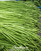 Yard Long Green Bean (Pole) – 15 Seeds