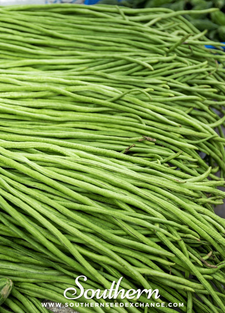 Yard Long Green Bean (Pole) – 15 Seeds