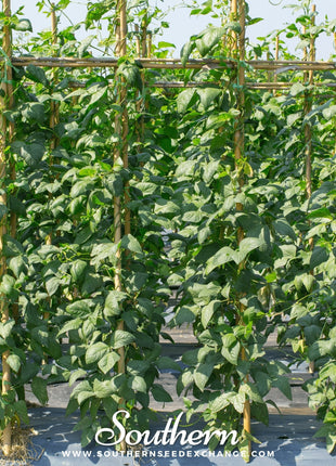Yard Long Green Bean (Pole) – 15 Seeds