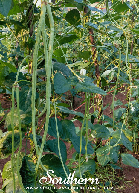 Yard Long Green Bean (Pole) – 15 Seeds