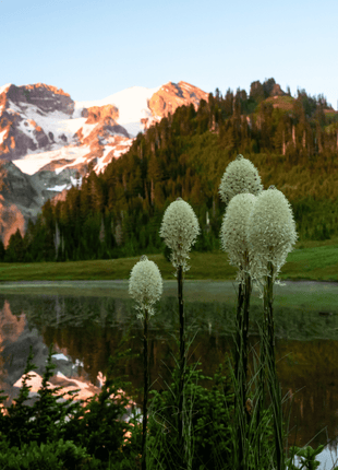 Bear Grass – 50 Seeds