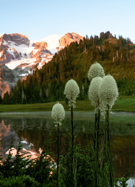 Bear Grass – 50 Seeds