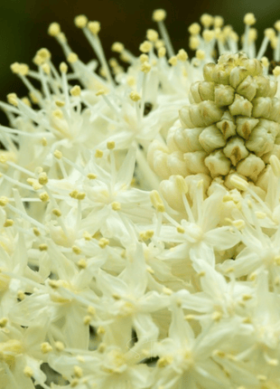 Bear Grass – 50 Seeds