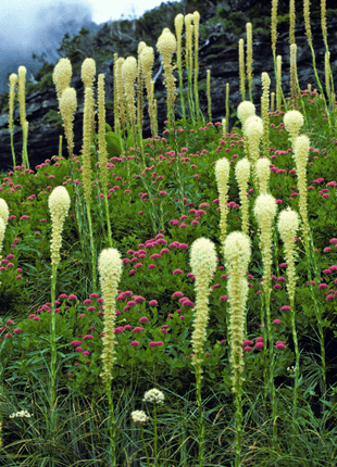 Bear Grass – 50 Seeds