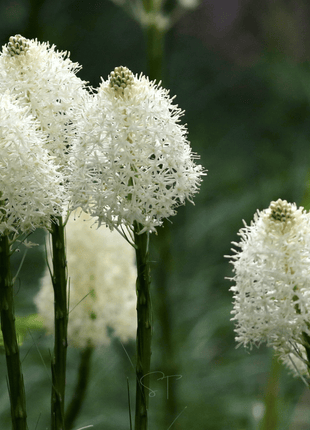 Bear Grass – 50 Seeds