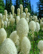 Bear Grass – 50 Seeds