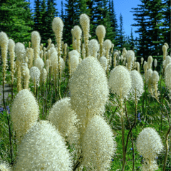 Collection image for: Pampas