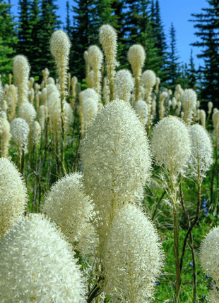 Bear Grass – 50 Seeds