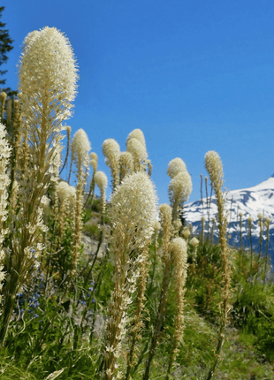 Bear Grass – 50 Seeds