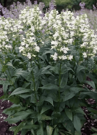 Beardtongue Foxglove – 200 Seeds
