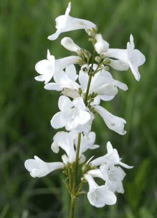 Beardtongue Foxglove – 200 Seeds