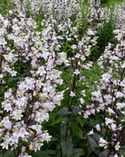Beardtongue Foxglove – 200 Seeds