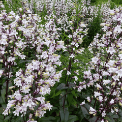 Collection image for: Penstemon
