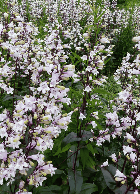 Beardtongue Foxglove – 200 Seeds