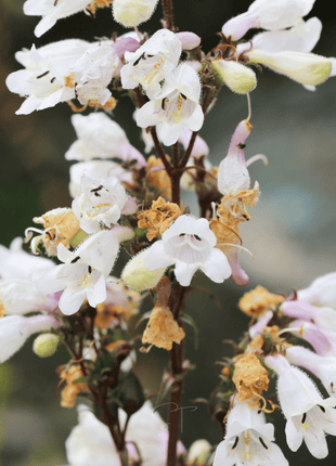 Beardtongue Foxglove – 200 Seeds