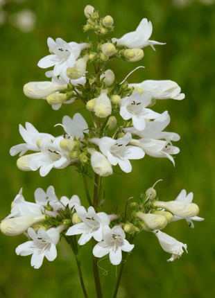 Beardtongue Foxglove – 200 Seeds