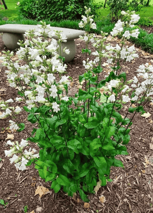 Beardtongue Foxglove – 200 Seeds