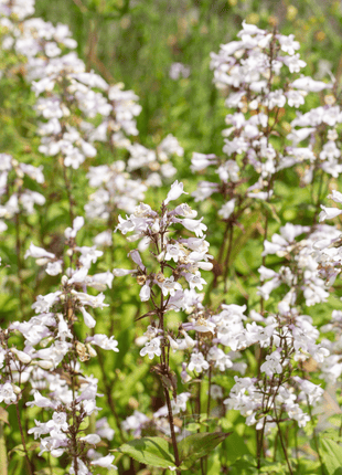 Beardtongue Foxglove – 200 Seeds