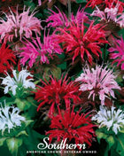 Monarda Bee Balm Mix – 20 Seeds