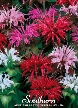 Monarda Bee Balm Mix – 20 Seeds