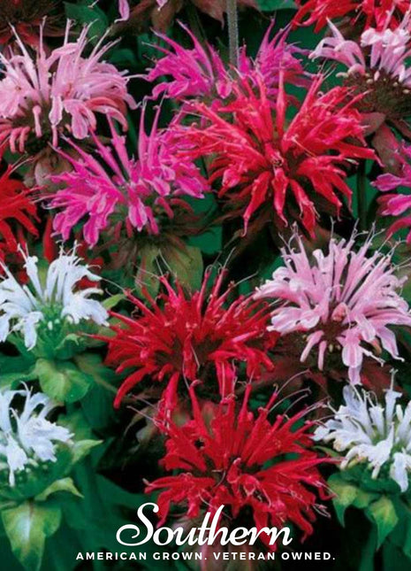 Monarda Bee Balm Mix – 20 Seeds