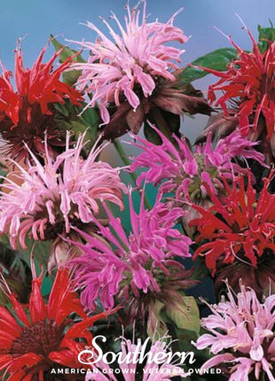 Monarda Bee Balm Mix – 20 Seeds
