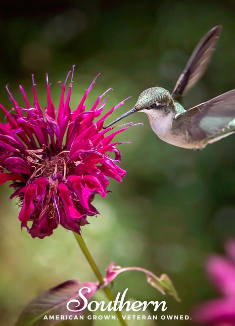 Monarda Bee Balm Mix – 20 Seeds