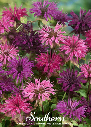 Monarda Bee Balm Mix – 20 Seeds