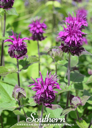 Purple Bee Balm – 50 Seeds