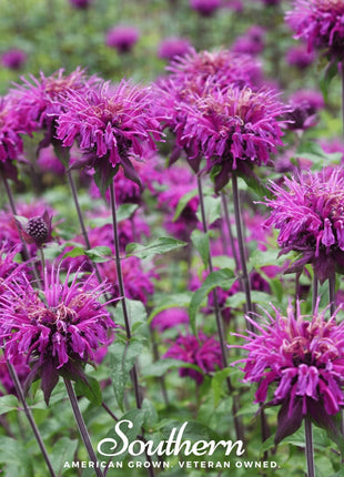 Purple Bee Balm – 50 Seeds
