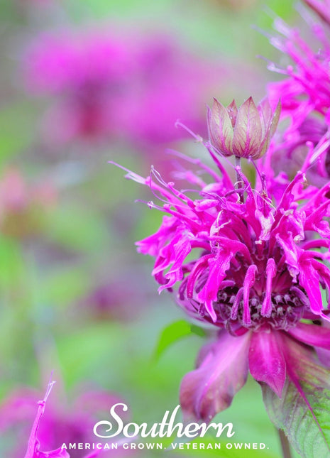 Purple Bee Balm – 50 Seeds