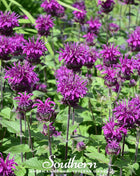 Purple Bee Balm – 50 Seeds