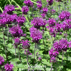 Collection image for: Bee Balm (Monarda)