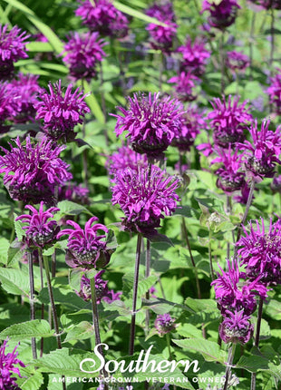 Purple Bee Balm – 50 Seeds
