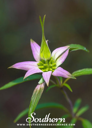 Spotted Bee Balm (Horsemint) – 50 Seeds