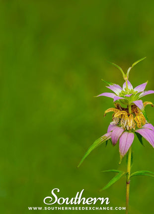 Spotted Bee Balm (Horsemint) – 50 Seeds