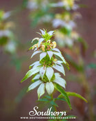 Spotted Bee Balm (Horsemint) – 50 Seeds