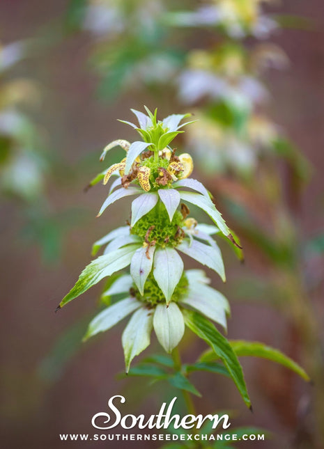Spotted Bee Balm (Horsemint) – 50 Seeds
